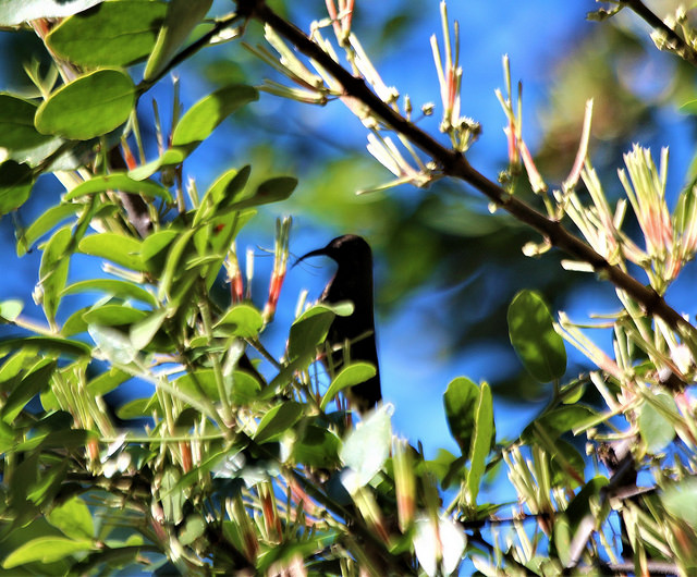 durban southafrica